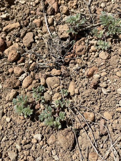 Astragalus pulsiferae, photographed by Matt Berger