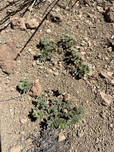 Astragalus pulsiferae, photographed by Matt Berger