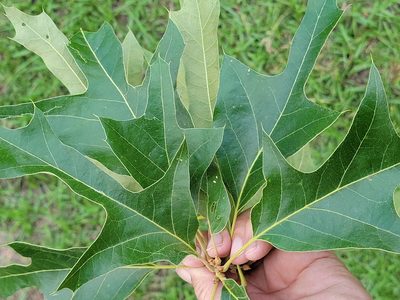 Quercus falcata, photographed by Rebecca Gimenez Husted