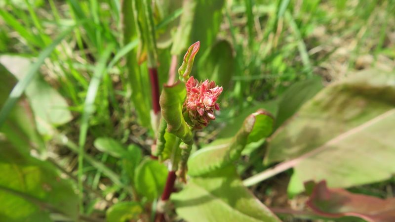 Rumex thyrsiflorus, photographed by Светлана Царахова