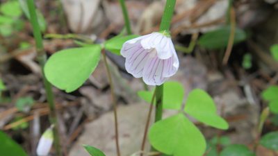 Oxalis acetosella, photographed by Светлана Царахова