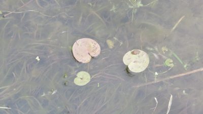 Hydrocharis morsus-ranae, photographed by Светлана Царахова