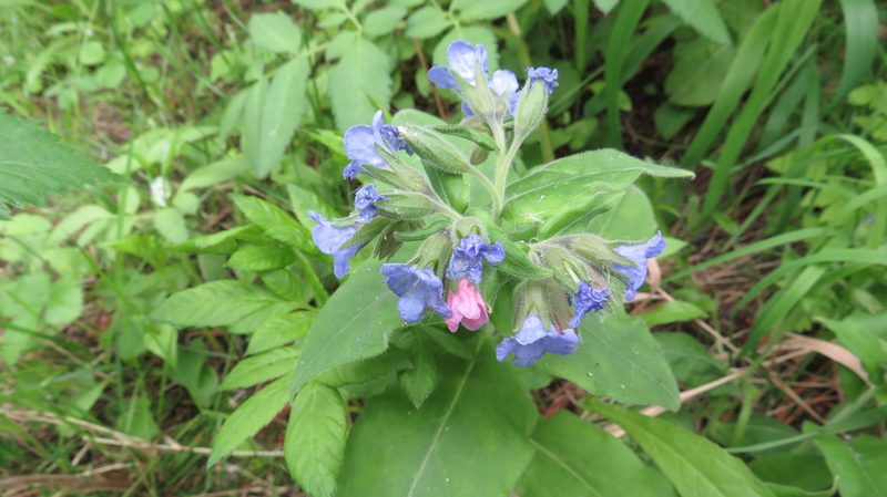Pulmonaria mollis, photographed by Светлана Царахова