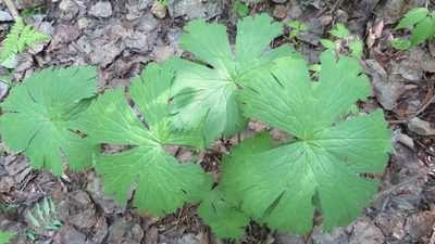 Aconitum septentrionale, photographed by Светлана Царахова