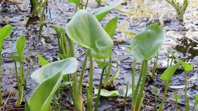 Calla palustris, photographed by Светлана Царахова