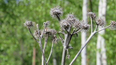 Arctium tomentosum, photographed by Светлана Царахова