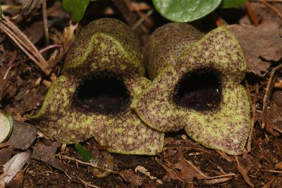 Asarum shuttleworthii