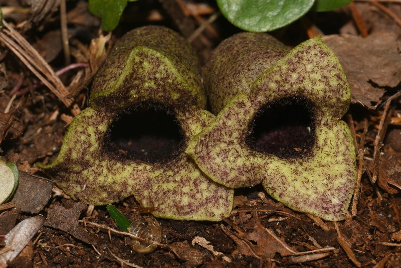 Asarum shuttleworthii, photographed by Brian Finzel