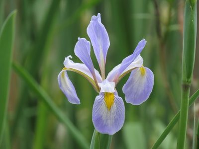 Iris virginica, photographed by Joey Devine