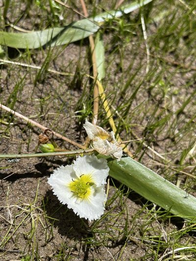 Damasonium californicum, photographed by Matt Berger