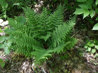 Dryopteris marginalis, photographed by Natalie Waddell-Rutter