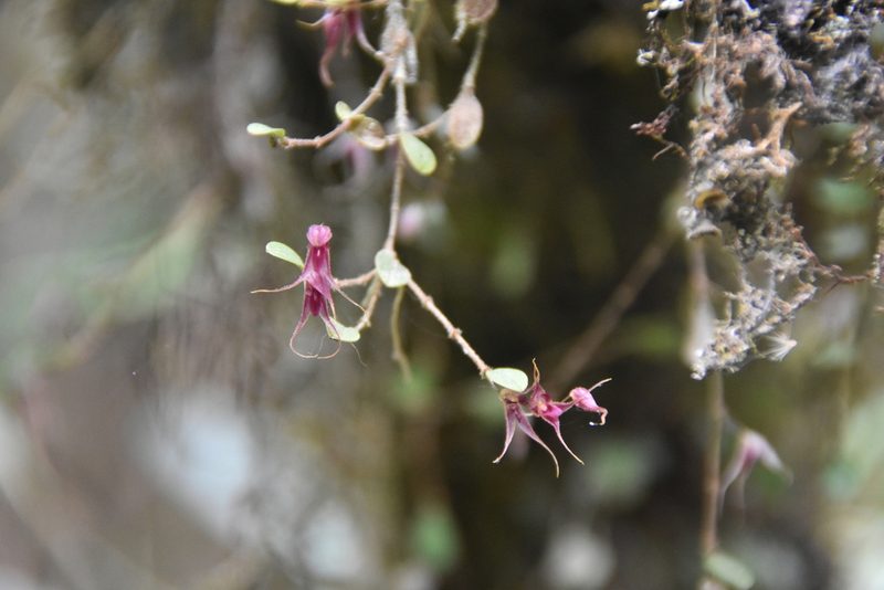 Gravendeelia chamaelepanthes, photographed by Loren Cassin Sackett