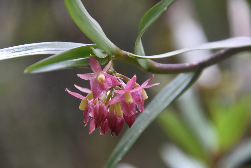 Epidendrum oxysepalum, photographed by Loren Cassin Sackett