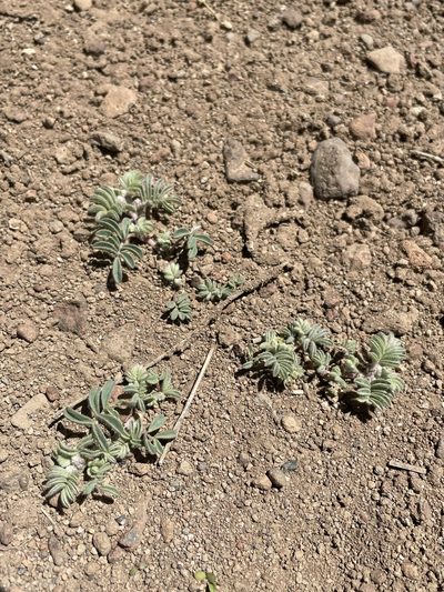 Astragalus pulsiferae, photographed by Matt Berger