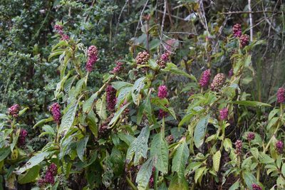 Phytolacca bogotensis, photographed by Loren Cassin Sackett