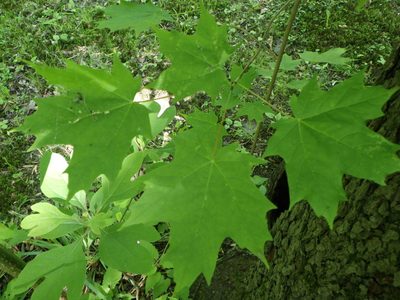 Acer saccharum, photographed by Natalie Waddell-Rutter