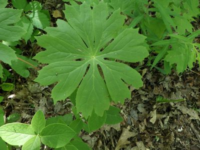 Podophyllum peltatum, photographed by Natalie Waddell-Rutter