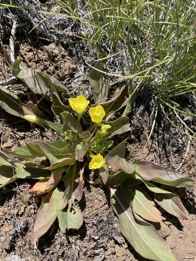 Taraxia subacaulis, photographed by Matt Berger