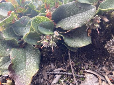Epigaea repens, photographed by Jake OFlaherty