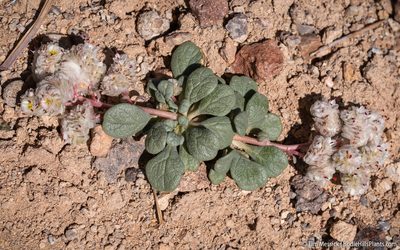 Cistanthe umbellata