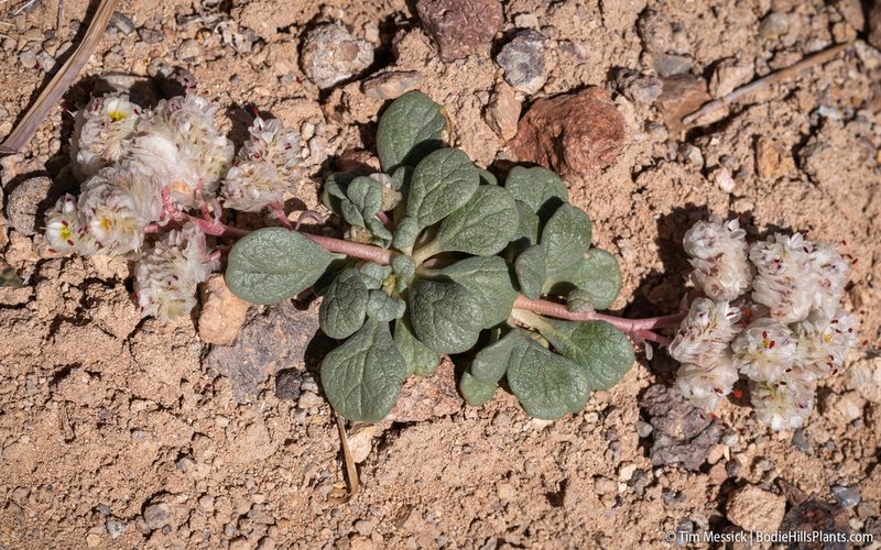 Cistanthe umbellata, photographed by Tim Messick