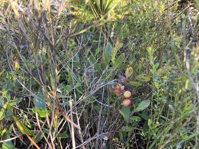 Gaylussacia dumosa, photographed by Darren Oh