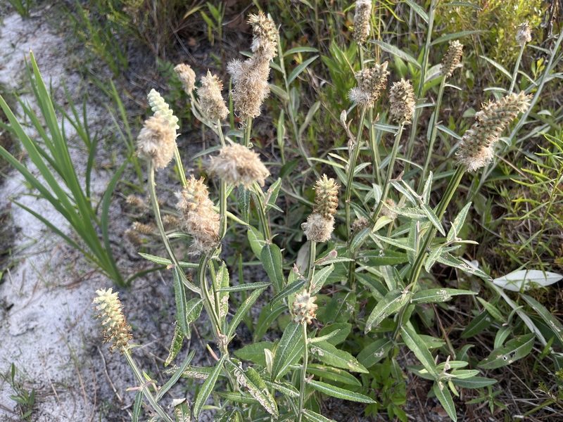 Pterocaulon pycnostachyum, photographed by Darren Oh