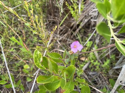 Rhexia nuttallii