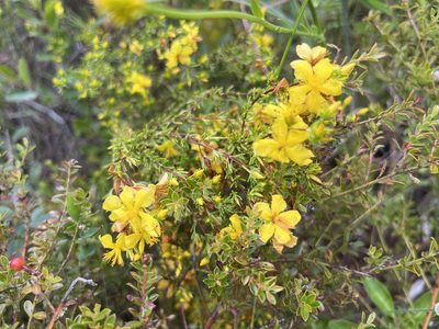 Hypericum tenuifolium, photographed by Darren Oh