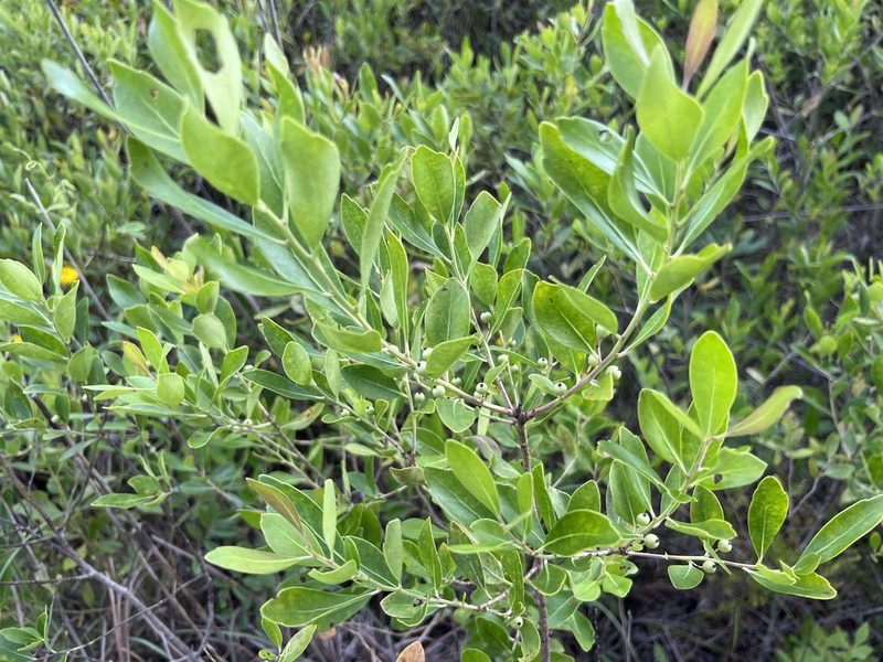 Ilex glabra, photographed by Darren Oh