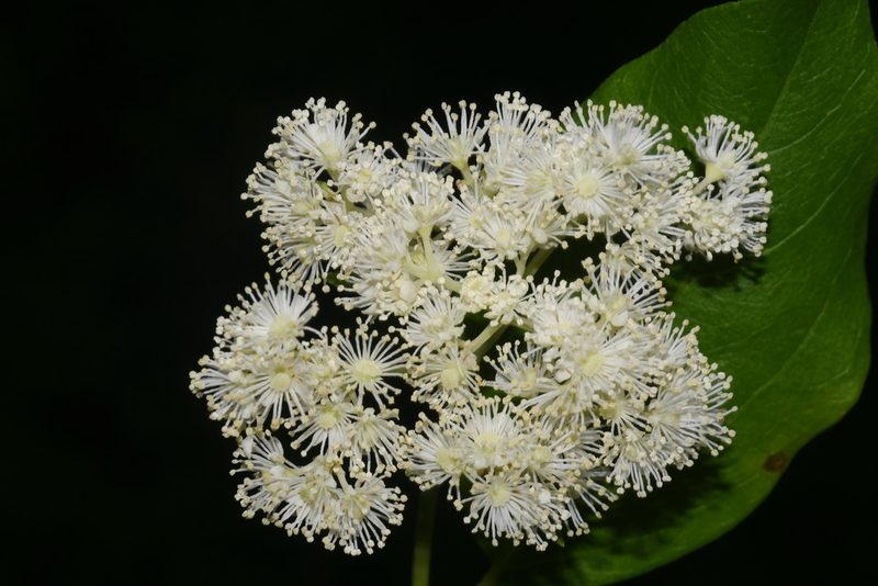 Hydrangea barbara, photographed by Brian Finzel