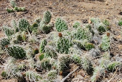 Opuntia polyacantha, photographed by Laura Gaudette