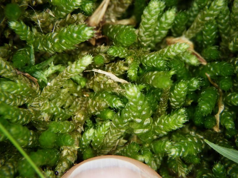 Bryoandersonia illecebra, photographed by Natalie Waddell-Rutter