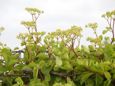 Cissus trifoliata, photographed by kayler09