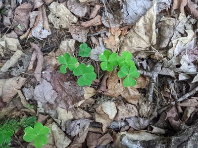 Oxalis montana, photographed by Nick Kleinschmidt