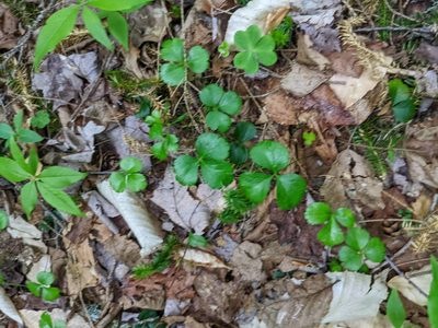 Coptis trifolia, photographed by Nick Kleinschmidt