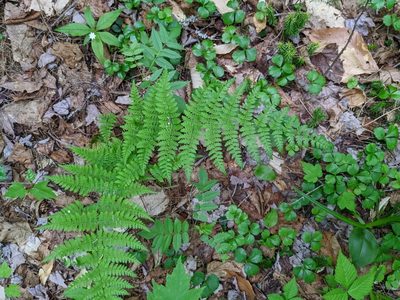 Dryopteris intermedia, photographed by Nick Kleinschmidt