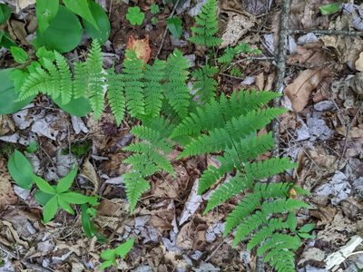 Dryopteris intermedia, photographed by Nick Kleinschmidt