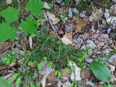 Tsuga canadensis, photographed by Nick Kleinschmidt