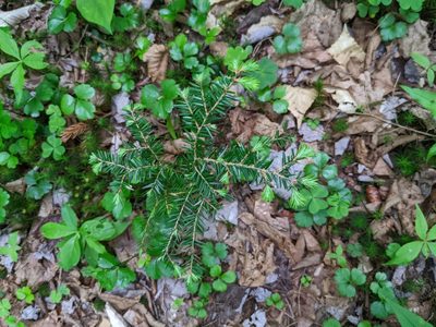 Tsuga canadensis, photographed by Nick Kleinschmidt