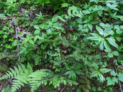 Dryopteris intermedia, photographed by Nick Kleinschmidt