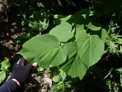 Tilia americana, photographed by Natalie Waddell-Rutter