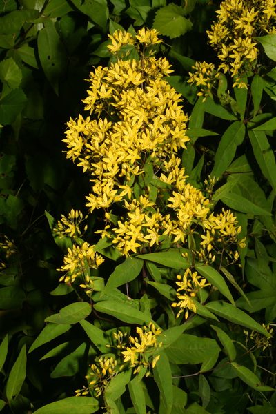 Lysimachia fraseri, photographed by Brian Finzel