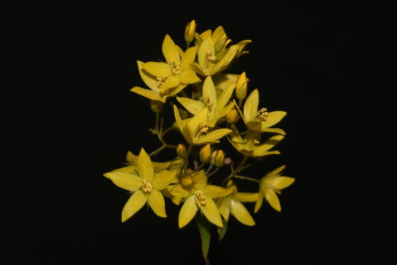Lysimachia fraseri, photographed by Brian Finzel