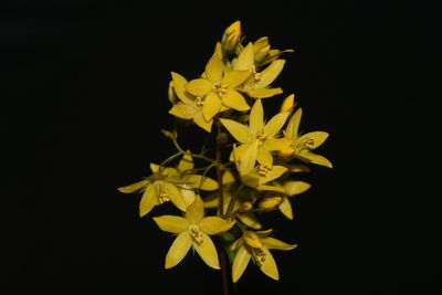 Lysimachia fraseri, photographed by Brian Finzel