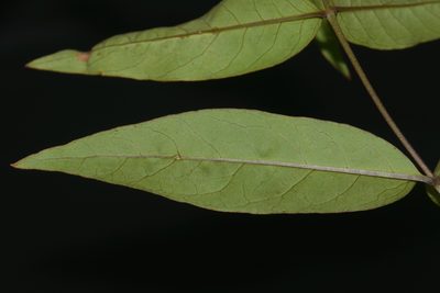 Lysimachia fraseri, photographed by Brian Finzel