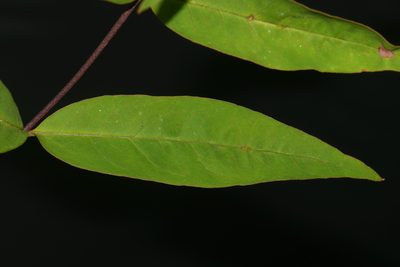 Lysimachia fraseri, photographed by Brian Finzel