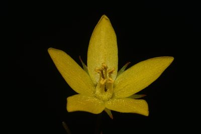 Lysimachia fraseri, photographed by Brian Finzel