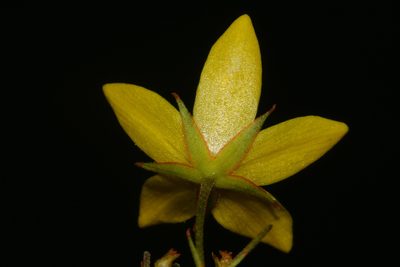 Lysimachia fraseri, photographed by Brian Finzel
