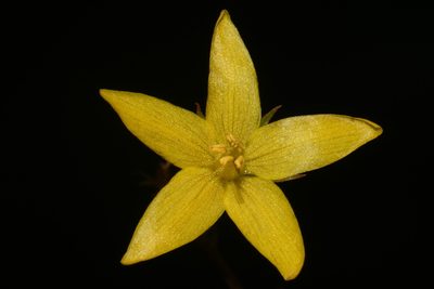 Lysimachia fraseri, photographed by Brian Finzel